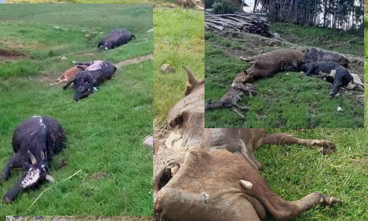 Forces of Terrorist TPLF pillage properties, brutally destroy livestock in  Amhara region – Welcome to Fana Broadcasting Corporate 