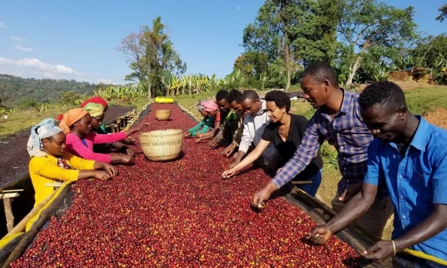 coffee export business plan in ethiopia pdf