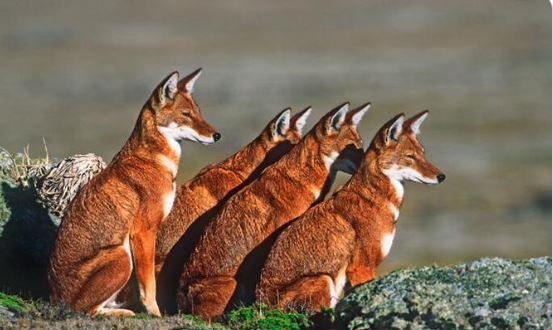 Expert warns habitat loss threatens endemic Ethiopian wolves – Welcome to  Fana Broadcasting Corporate S.C